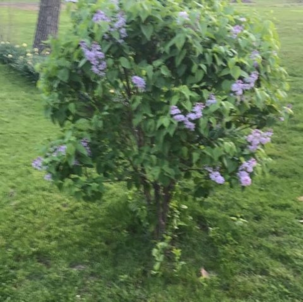 Meet your Posher, Louise